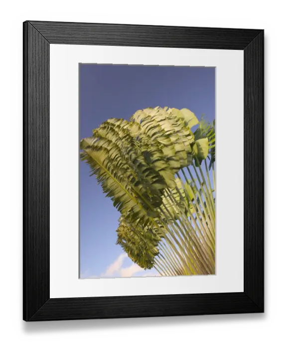 Framed Print : FRENCH WEST INDIES (FWI) Guadaloupe, Basse-Terre-LAMENTIN Area: Domaine de Severin Rum Distillery