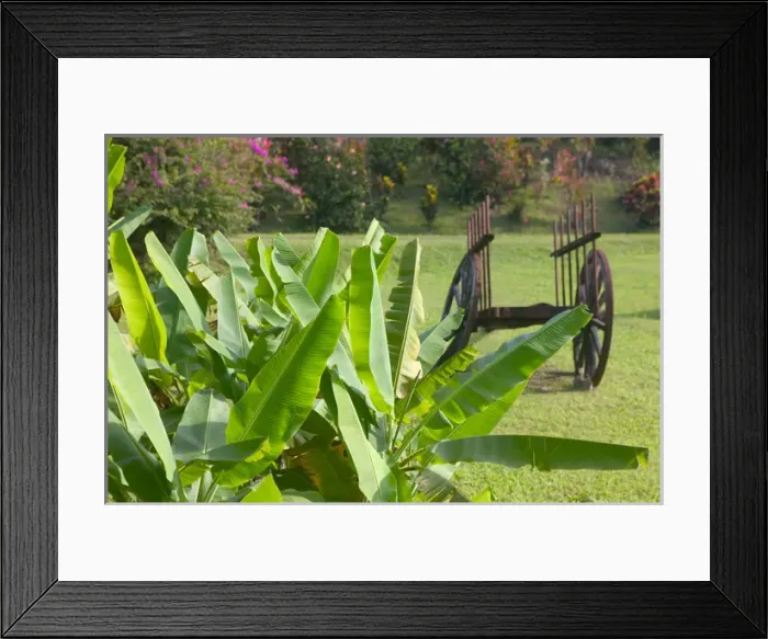 Framed Print : FRENCH WEST INDIES (FWI), Guadaloupe Basse, Terre-LAMENTIN Area: Domaine de Severin Rum Distillery
