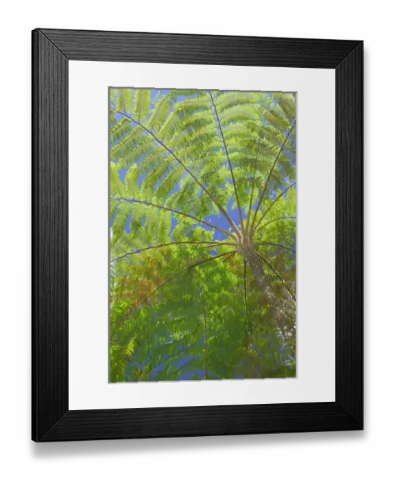 Framed Print : FRENCH WEST INDIES (FWI)-Guadaloupe-Basse-Terre-ROUTE DE LA TRAVERSEE