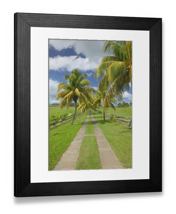 Framed Print : FRENCH WEST INDIES (FWI)-Guadaloupe-Basse-Terre-Sainte-Rose: Palm Tree Entrance Drive Framed Print : FRENCH WEST INDIES (FWI)-Guadaloupe-Basse-Terre-Sainte-Rose: Palm Tree Entrance Drive
