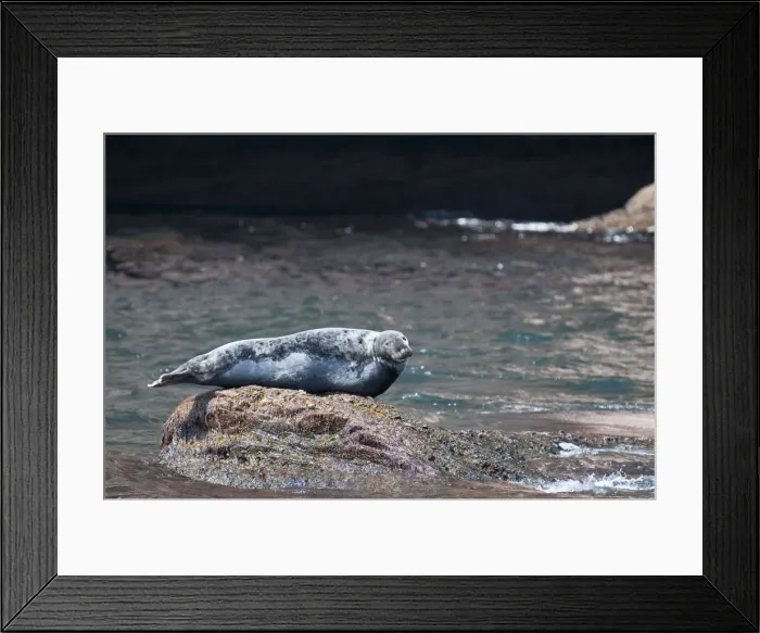 Framed Print : Quebec, Canada. Grey seal near Rocher Perce (Perce Rock)