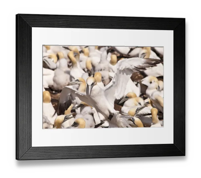 Framed Print : Quebec, Canada. Northern Gannet colony Ile Bonaventure offshore of Perce Framed Print : Quebec, Canada. Northern Gannet colony Ile Bonaventure offshore of Perce