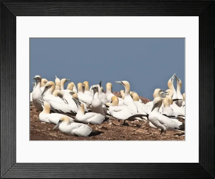 Framed Print : Quebec, Canada. Northern Gannet colony Ile Bonaventure offshore of Perce Framed Print : Quebec, Canada. Northern Gannet colony Ile Bonaventure offshore of Perce