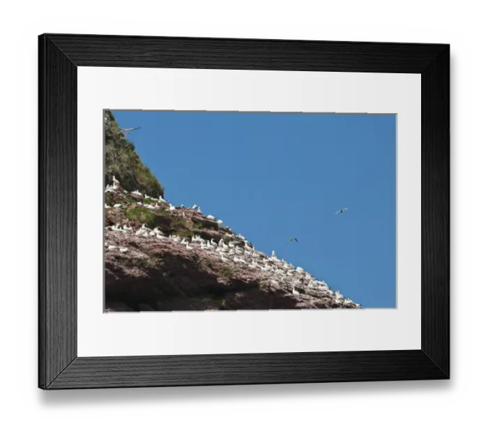 Framed Print : Quebec, Canada. Northern Gannet colony Ile Bonaventure offshore of Perce