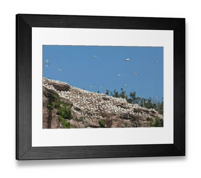 Framed Print : Quebec, Canada. Northern Gannet colony Ile Bonaventure offshore of Perce