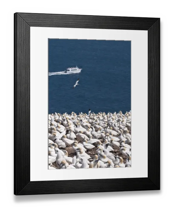 Framed Print : Quebec, Canada. Northern Gannet colony Ile Bonaventure offshore of Perce