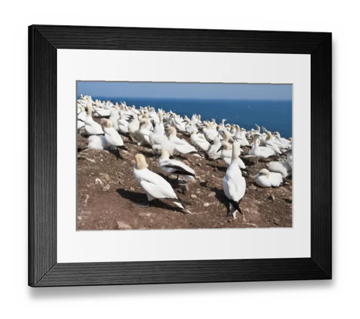 Framed Print : Quebec, Canada. Northern Gannet colony Ile Bonaventure offshore of Perce Framed Print : Quebec, Canada. Northern Gannet colony Ile Bonaventure offshore of Perce