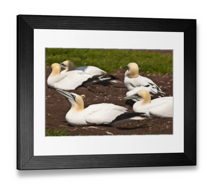 Framed Print : Quebec, Canada. Northern Gannet colony Ile Bonaventure offshore of Perce Framed Print : Quebec, Canada. Northern Gannet colony Ile Bonaventure offshore of Perce