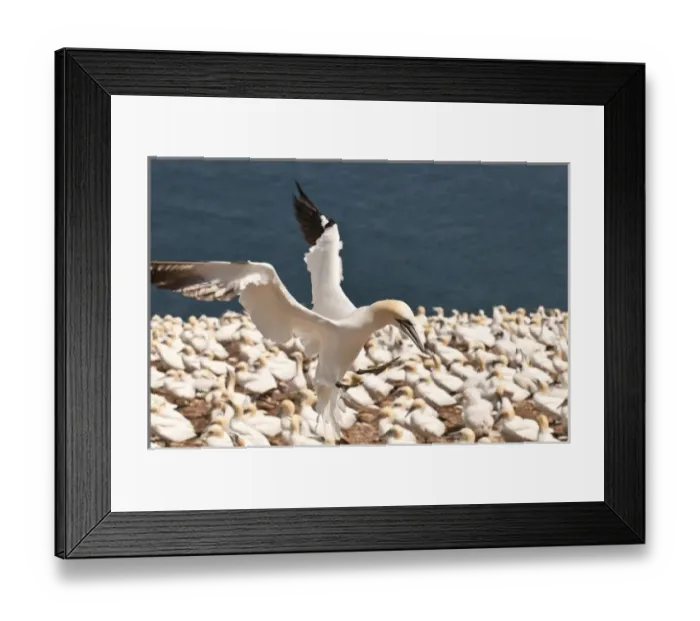 Framed Print : Quebec, Canada. Northern Gannet colony Ile Bonaventure offshore of Perce Framed Print : Quebec, Canada. Northern Gannet colony Ile Bonaventure offshore of Perce