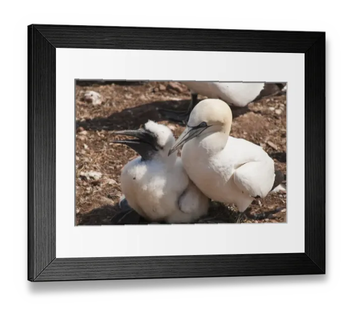 Framed Print : Quebec, Canada. Northern Gannet colony Ile Bonaventure offshore of Perce Framed Print : Quebec, Canada. Northern Gannet colony Ile Bonaventure offshore of Perce