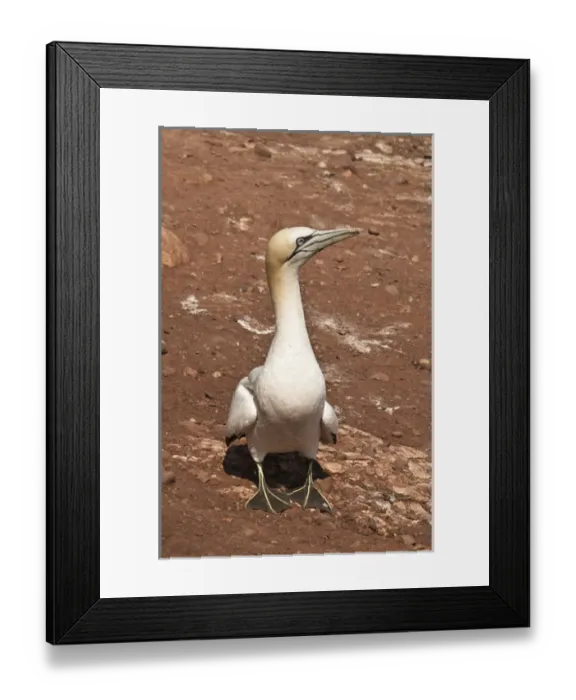 Framed Print : Quebec, Canada. Northern Gannet colony Ile Bonaventure offshore of Perce Framed Print : Quebec, Canada. Northern Gannet colony Ile Bonaventure offshore of Perce