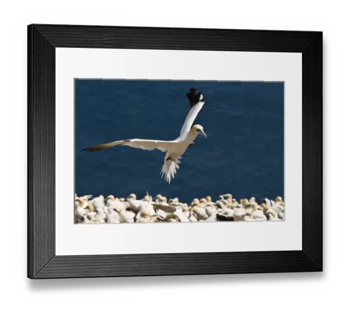 Framed Print : Quebec, Canada. Northern Gannet colony Ile Bonaventure offshore of Perce Framed Print : Quebec, Canada. Northern Gannet colony Ile Bonaventure offshore of Perce