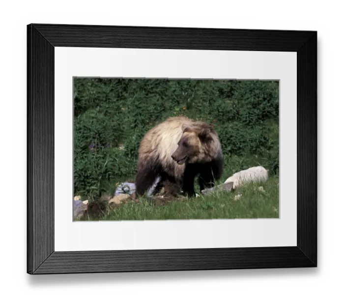 Framed Print : North America, Canada. Grizzly Bear (Ursus arctos) Framed Print : North America, Canada. Grizzly Bear (Ursus arctos)