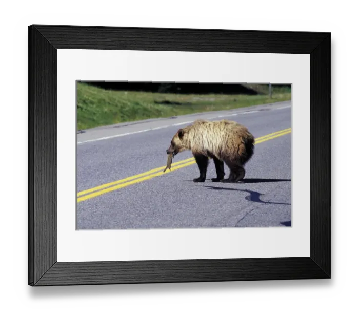 Framed Print : North America, Canada. Grizzly Bear (Ursus arctos) on roadway Framed Print : North America, Canada. Grizzly Bear (Ursus arctos) on roadway