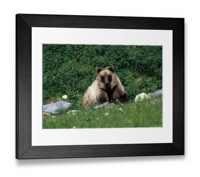 Framed Print : North America, Canada. Grizzly Bear (Ursus arctos) Framed Print : North America, Canada. Grizzly Bear (Ursus arctos)