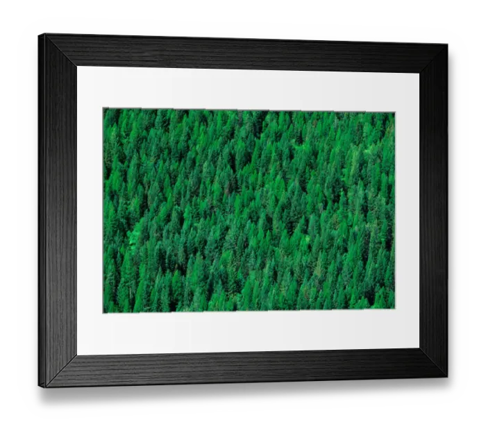 Framed Print : Conifer tree forest in north west Canada. conifer, tree, forest, forestry Framed Print : Conifer tree forest in north west Canada. conifer, tree, forest, forestry