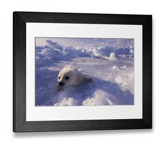 Framed Print : North America, Canada, Gulf of St. Lawrence. Harp Seal (phoca groenlandica) Framed Print : North America, Canada, Gulf of St. Lawrence. Harp Seal (phoca groenlandica)