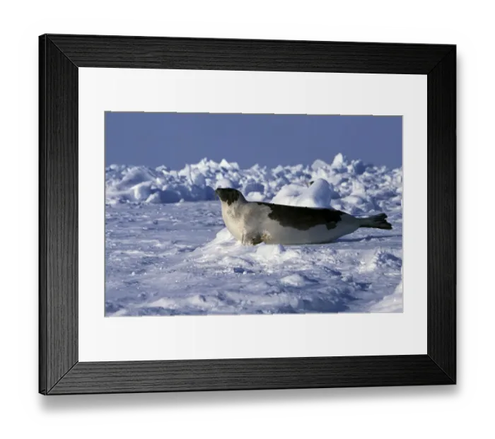 Framed Print : North America, Canada, Gulf of St. Lawrence. Harp Seal (phoca groenlandica) Framed Print : North America, Canada, Gulf of St. Lawrence. Harp Seal (phoca groenlandica)