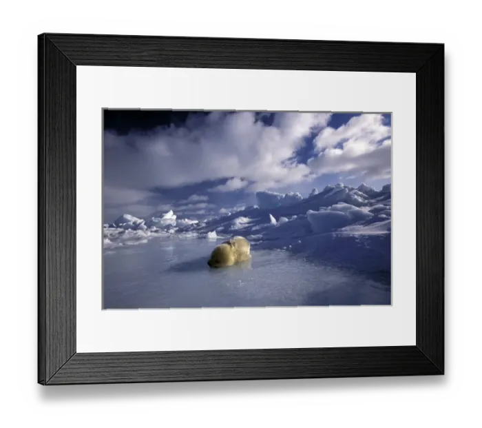 Framed Print : North America, Canada, Gulf of St. Lawrence. Harp Seal (phoca groenlandica) pup Framed Print : North America, Canada, Gulf of St. Lawrence. Harp Seal (phoca groenlandica) pup