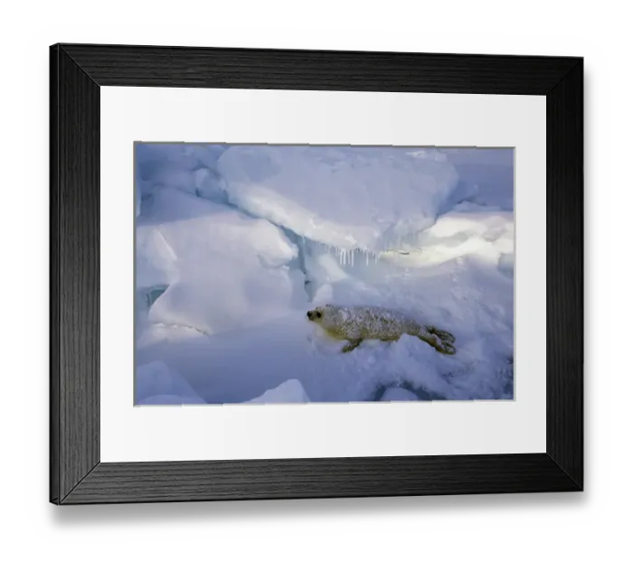 Framed Print : North America, Canada, Gulf of St. Lawrence. Harp Seal (phoca groenlandica) pup