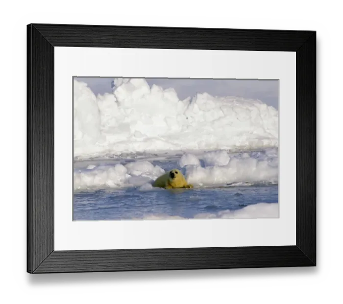 Framed Print : North America, Canada, Gulf of St. Lawrence. Harp Seal (phoca groenlandica) pup
