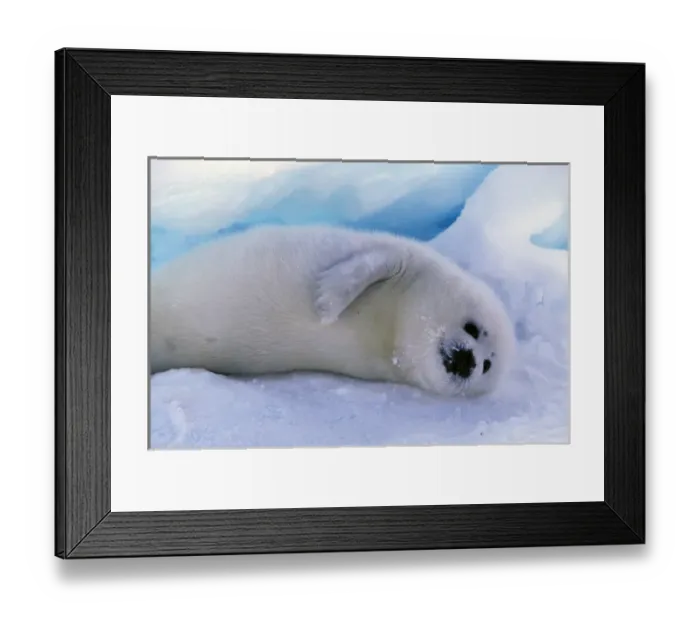 Framed Print : North America, Canada, Gulf of St. Lawrence. Harp Seal (phoca groenlandica)