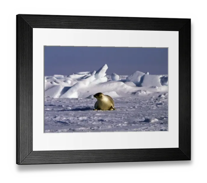 Framed Print : North America, Canada, Gulf of St. Lawrence. Harp Seal (phoca groenlandica) Framed Print : North America, Canada, Gulf of St. Lawrence. Harp Seal (phoca groenlandica)