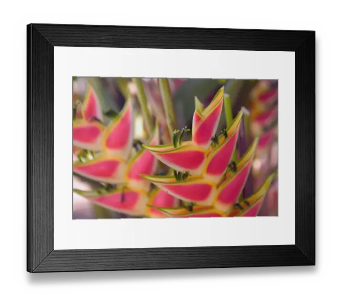 Framed Print : FRENCH WEST INDIES (FWI)-Guadaloupe-Grande-Terre-POINTE -A-PITRE: Flower Market- Heliconia