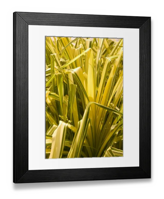 Framed Print : FRENCH WEST INDIES (FWI)-Guadaloupe-Marie-Galante Island: Distillerie Bielle