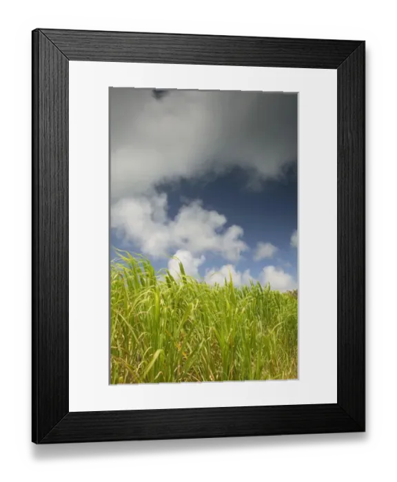 Framed Print : FRENCH WEST INDIES (FWI)-Guadaloupe-Marie-Galante Island-FOND BAMBOU