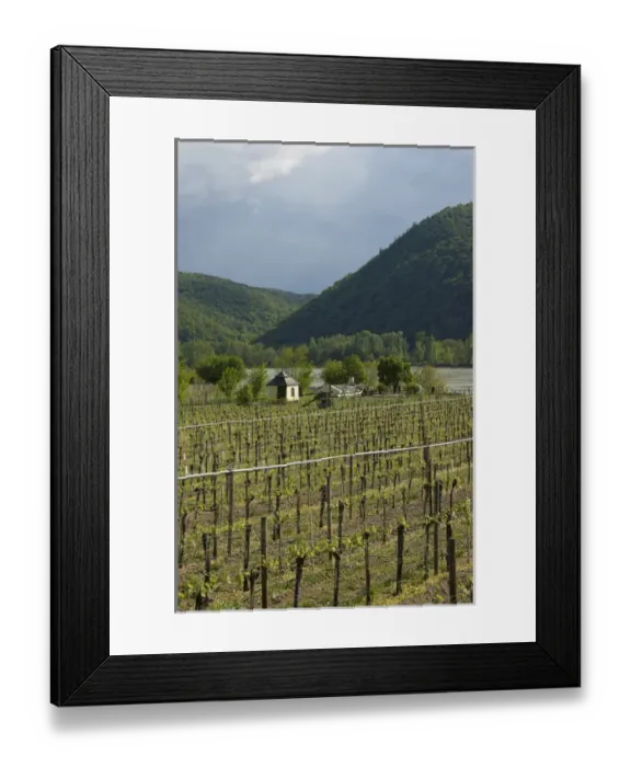 Framed Print : Europe, Austria, Wachau Valley, Lower Austria, Durnstein, vineyard Framed Print : Europe, Austria, Wachau Valley, Lower Austria, Durnstein, vineyard