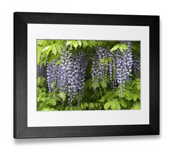 Framed Print : Europe, Austria, Salzburg Stadt, Salzburg, wisteria in bloom Framed Print : Europe, Austria, Salzburg Stadt, Salzburg, wisteria in bloom