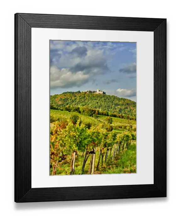 Framed Print : Europe, Austria, Vienna. Vienna has 630 producers -- one wine producer per 2, 500 Framed Print : Europe, Austria, Vienna. Vienna has 630 producers -- one wine producer per 2, 500