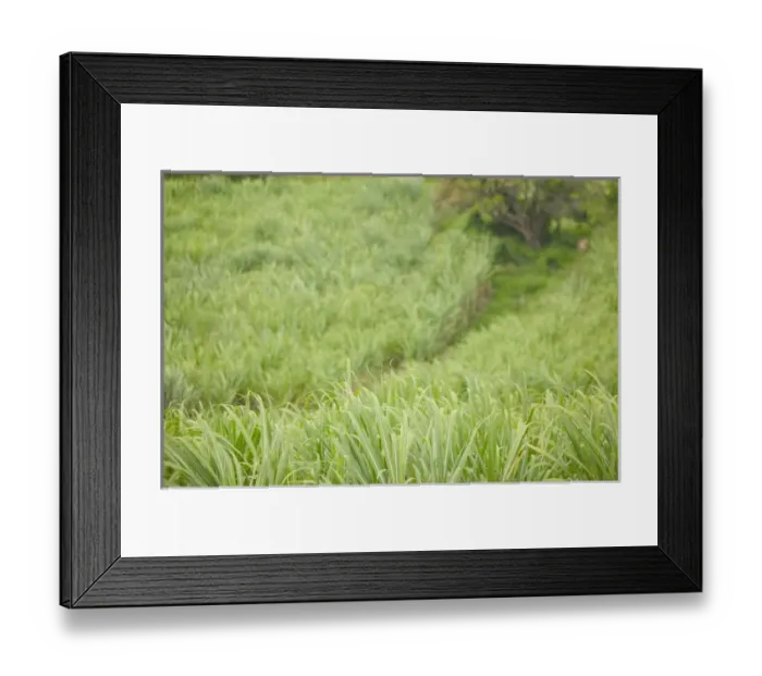 Framed Print : FRENCH WEST INDIES (FWI)-Guadaloupe-Marie-Galante Island-VANNIERS: Sugar Cane Field Framed Print : FRENCH WEST INDIES (FWI)-Guadaloupe-Marie-Galante Island-VANNIERS: Sugar Cane Field