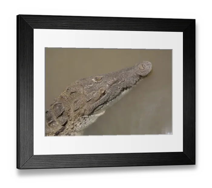 Framed Print : Crocodile, Black River Town, Jamaica South Coast Framed Print : Crocodile, Black River Town, Jamaica South Coast