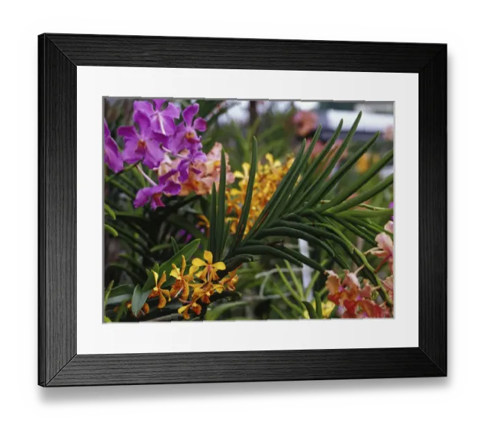 Framed Print : Hope Gardens, Kingston, Jamaica Framed Print : Hope Gardens, Kingston, Jamaica