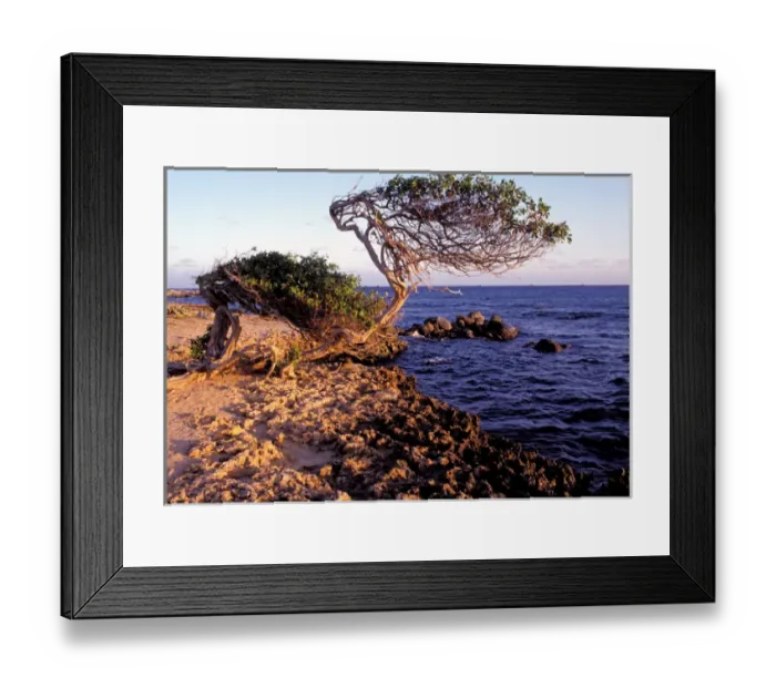 Framed Print : Caribbean, Aruba, Cudarebe Point. Divi Divi tree Framed Print : Caribbean, Aruba, Cudarebe Point. Divi Divi tree