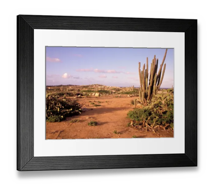 Framed Print : Caribbean, Aruba. Alto Vista Cactus Desert