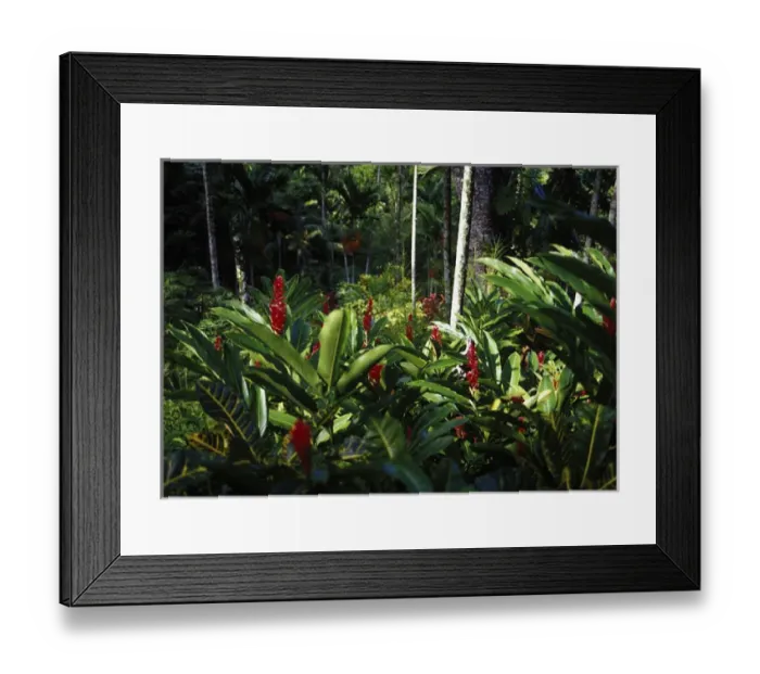 Framed Print : Shaw Park Gardens, Ocho Rios, Jamaica Framed Print : Shaw Park Gardens, Ocho Rios, Jamaica