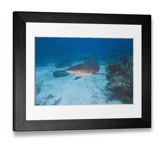 Framed Print : Caribbean Reef Sharks (Carcharhinus perezi) Northern Bahamas Framed Print : Caribbean Reef Sharks (Carcharhinus perezi) Northern Bahamas