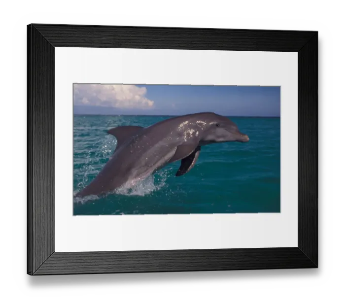 Framed Print : Caribbean Bottlenose Dolphin (Tursiops Truncatus) Framed Print : Caribbean Bottlenose Dolphin (Tursiops Truncatus)