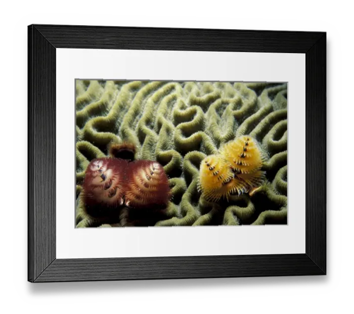 Framed Print : Caribbean, Bahamas. Christmas tree worm (Spirobranchus sp. ) Framed Print : Caribbean, Bahamas. Christmas tree worm (Spirobranchus sp. )