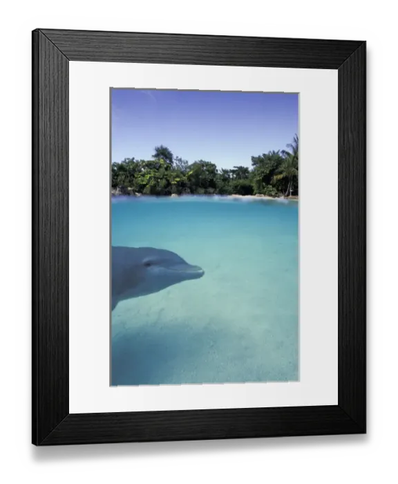 Framed Print : Caribbean, Bahamas. Bottlenose dolphin (Tursiops truncatus)