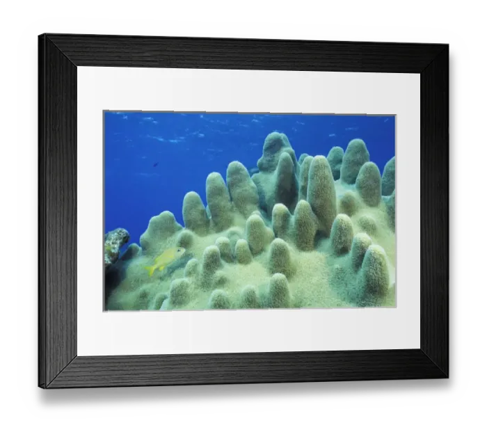 Framed Print : Caribbean, Bahamas. Pillar coral with fish