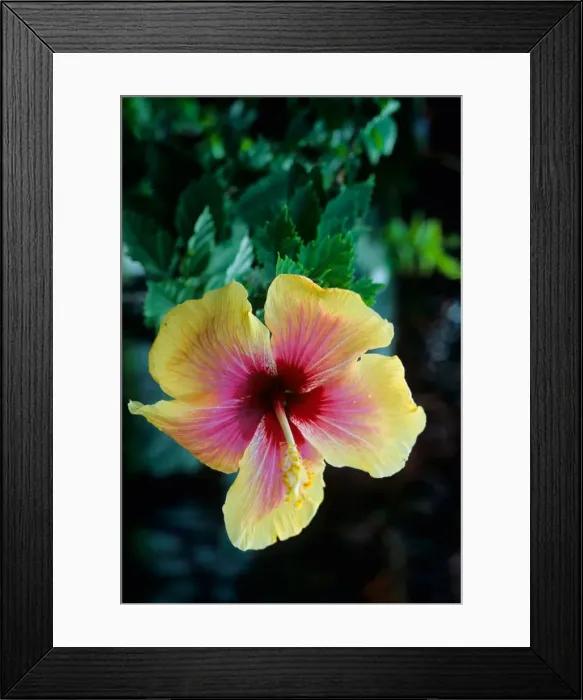 Framed Print : Hibiscus flower on the island of Martinique, Caribbean Sea