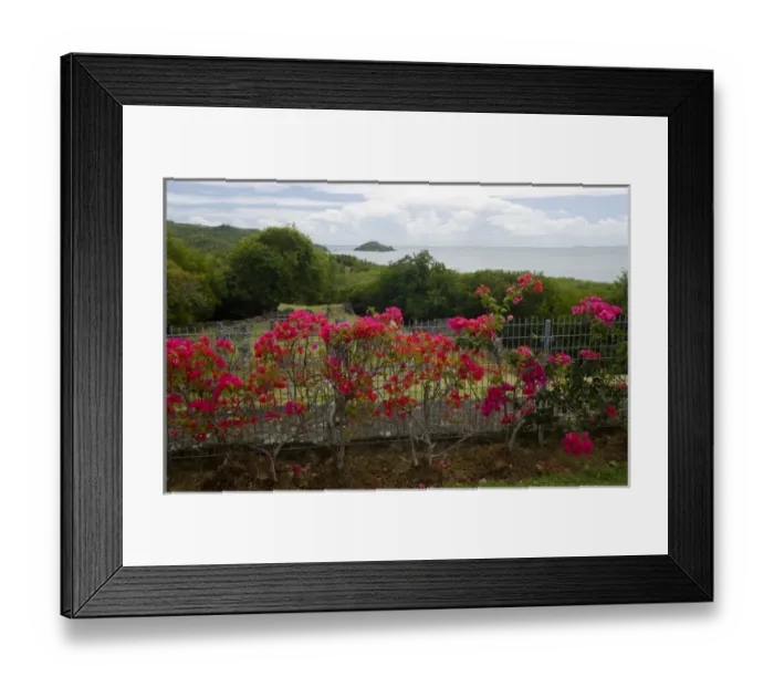 Framed Print : MARTINIQUE. French Antilles. West Indies. Flowering bougainvillea at site of Chateau Framed Print : MARTINIQUE. French Antilles. West Indies. Flowering bougainvillea at site of Chateau