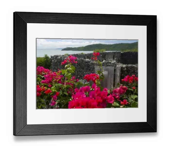 Framed Print : MARTINIQUE. French Antilles. West Indies. Flowering bougainvillea & ruins at site Framed Print : MARTINIQUE. French Antilles. West Indies. Flowering bougainvillea & ruins at site