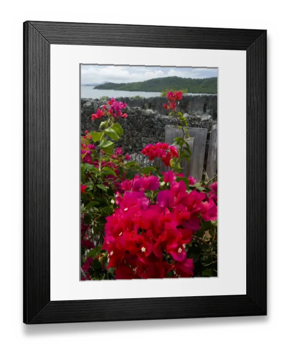 Framed Print : MARTINIQUE. French Antilles. West Indies. Flowering bougainvillea & ruins at site Framed Print : MARTINIQUE. French Antilles. West Indies. Flowering bougainvillea & ruins at site
