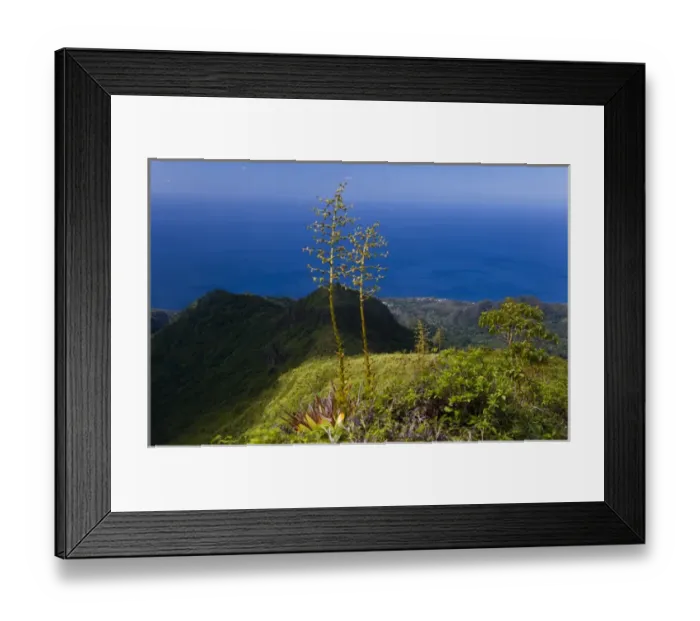 Framed Print : MARTINIQUE. French Antilles. West Indies. Flower stalks of agave grow on steep ridge high on Mt