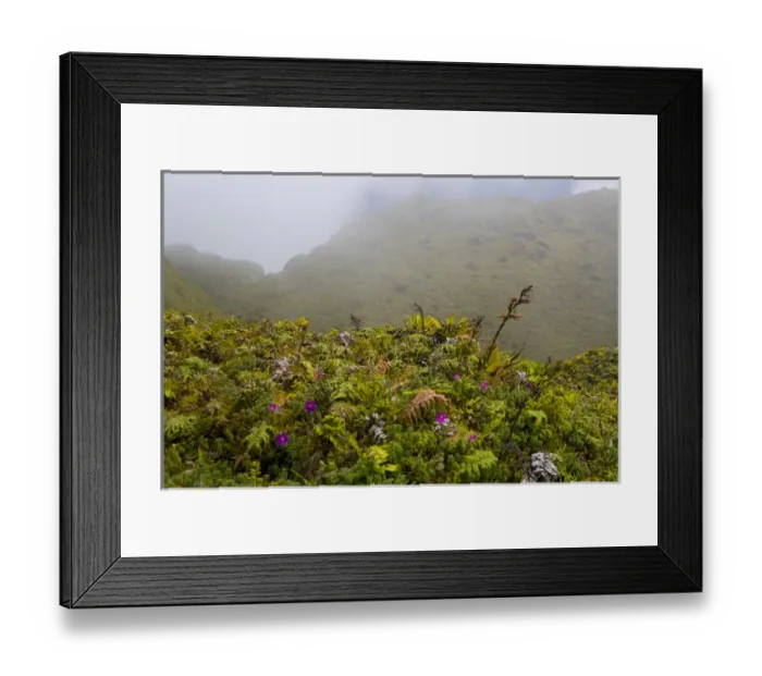 Framed Print : MARTINIQUE. French Antilles. West Indies. Low-growing lush tropical vegetation covers Framed Print : MARTINIQUE. French Antilles. West Indies. Low-growing lush tropical vegetation covers